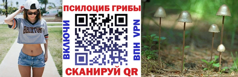 как найти наркотики  мега ТОР  Галлюциногенные грибы GOLDEN TEACHER  Новоалтайск 